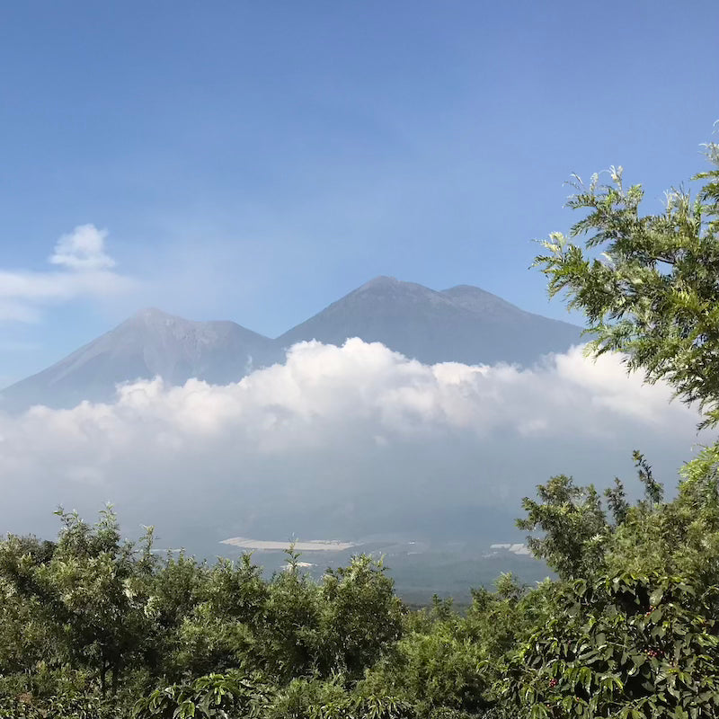 Rockefeller Holiday Coffee 2025 - 12oz Whole Bean